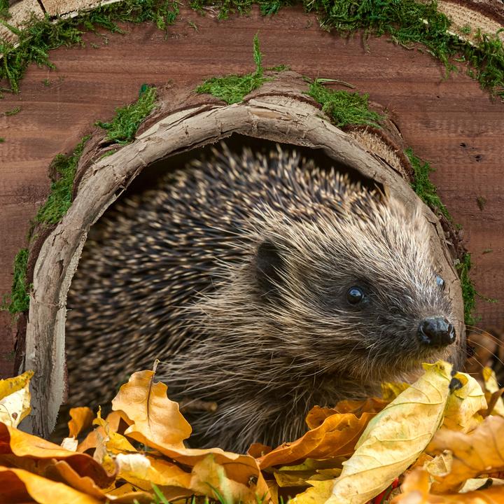 Actual product image Relaxdays Hedgehog house