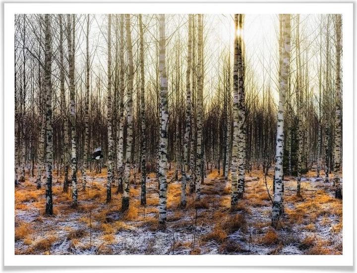 Image du produit Trenddeko Soleil dans la forêt de bouleaux (50 x 40 cm)