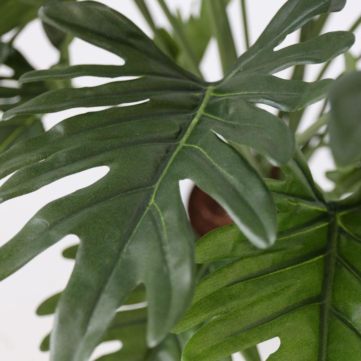 Immagine prodotto Plant in a Box Philodendron - (65 cm)