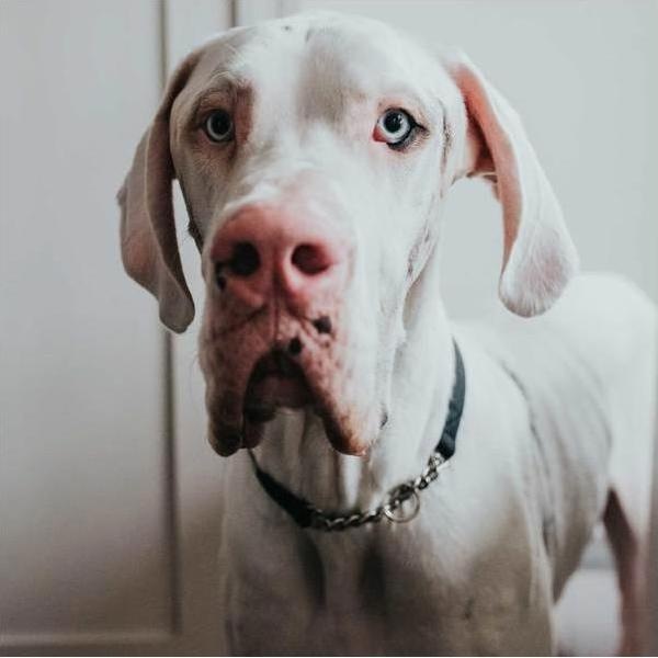 Produktbild Hunter Halsung mit Kette Aalborg (M, Hund)