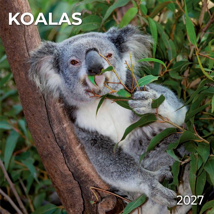Produktbild Koalas 2027
