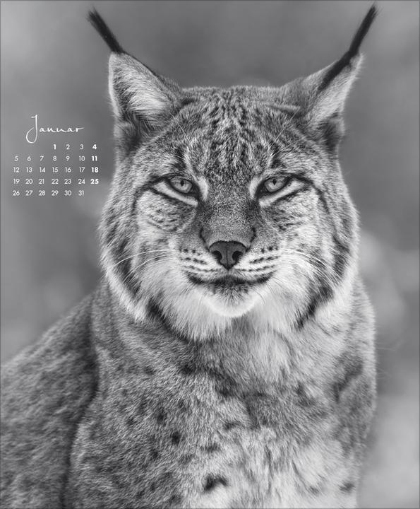 Produktbild WildLife 2026 (45.5 x 55 cm)