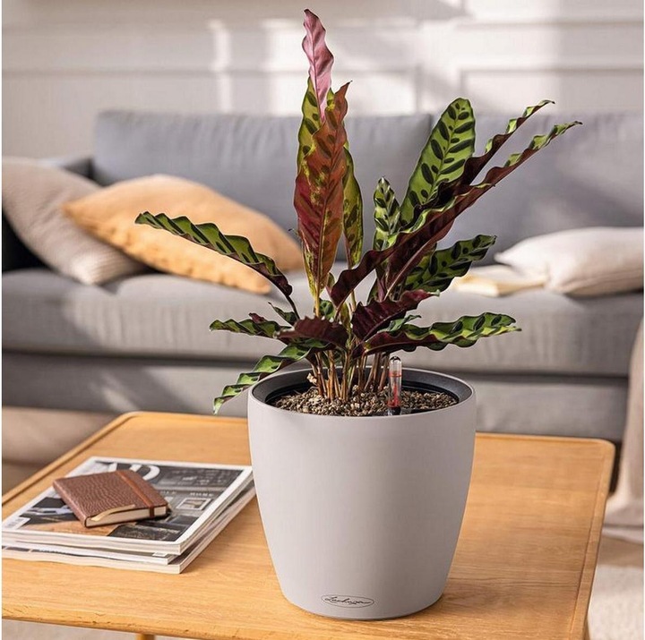 Immagine prodotto Lechuza Colore Classico. (35 cm)