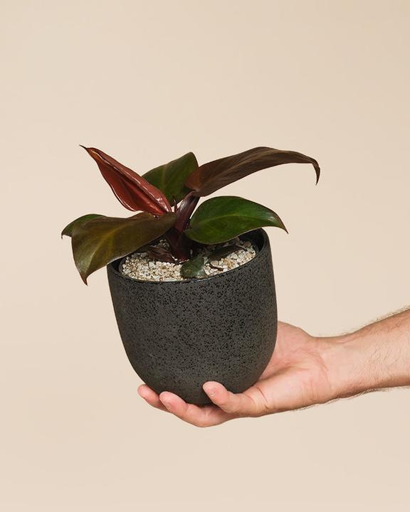 Produktbild feey 'Schweizer Philodendron 'Red Sun' • (25 cm)