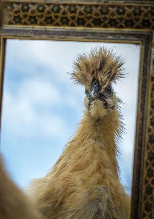 Produktbild Postkartenblock Hühner (1 Stk.)