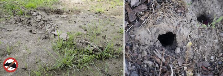 Actual product image Gardigo Vole pincer trap