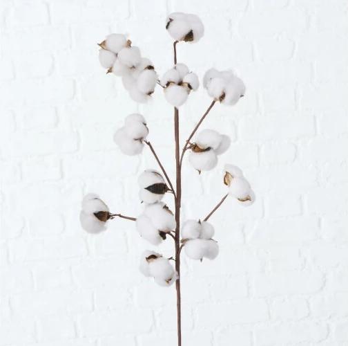 Produktbild Boltze Home Baumwolle (68 cm)