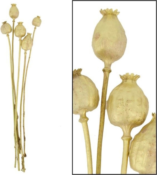 Image du produit Dijk Papaver gigantum (Fleurs séchées)
