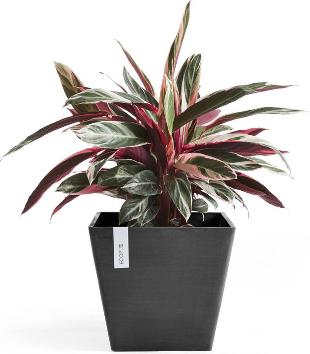 Immagine prodotto Ecopots Rotterdam (40 cm)