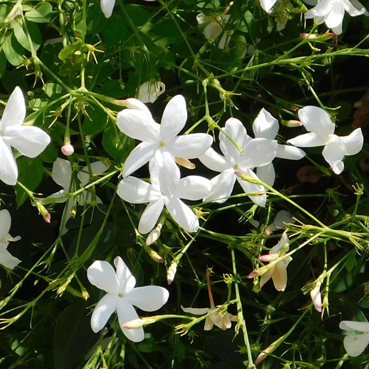 Produktbild Plant in a Box Trachelospermum jasminoides - 2er Set Sternjasmin (120 cm)
