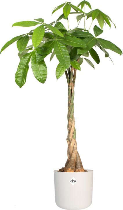 Actual product image Elho b.for soft (13.80 cm)