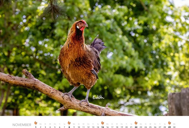 Produktbild Hühner Kalender 2026 (Harter Einband, Deutsch)