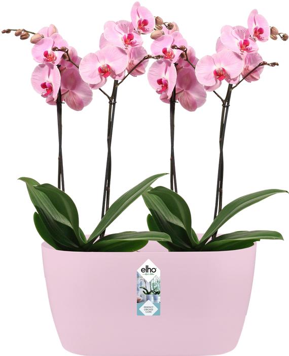 Produktbild Elho Blumentöpfe (13 cm)