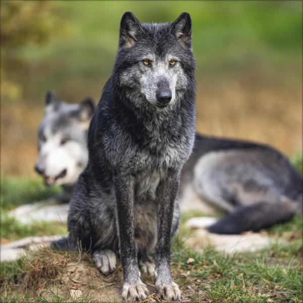 Produktbild Wlfe 2026