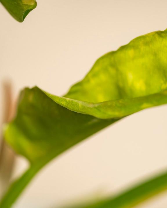 Produktbild feey Schweizer Philodendron 'Ring of Fire' • (35 cm)