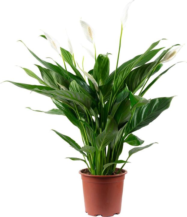 Produktbild Flowerbox Einblatt - Spathiphyllum