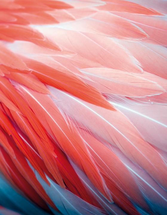 Produktbild Flamingo Feathers (Blanko)