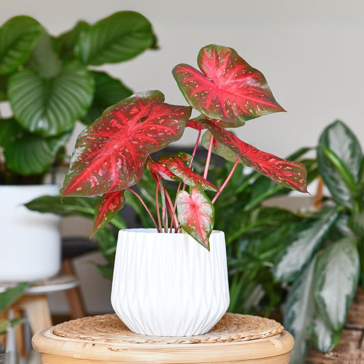 Produktbild Plant in a Box Caladium Postman Joyner - 2er-Set Arum (25 cm)