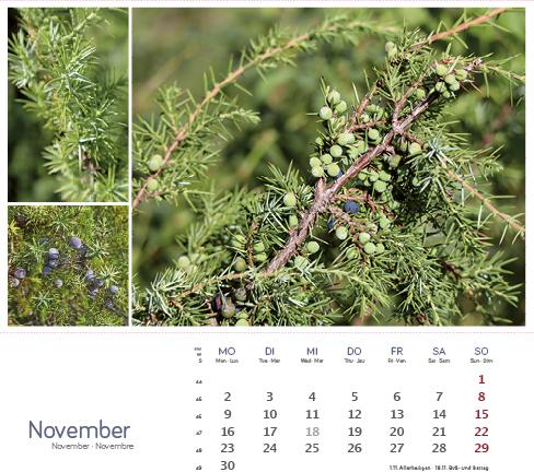 Produktbild HeilpfanzenrundumdenBodensee2026