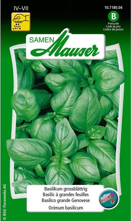 Image du produit Samen Mauser Basilic à grandes feuilles (Graines d'herbes aromatiques)