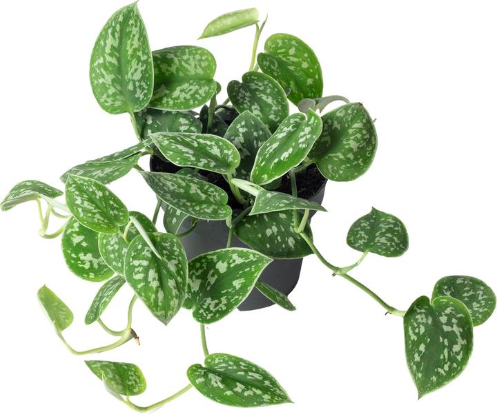 Produktbild Flowerbox Gefleckte Efeutute - Scindapsus pictus 'Argyraeus' (15 cm)