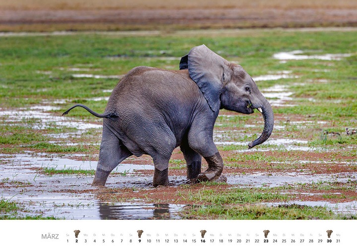 Actual product image Elephant calendar 2025 (Hardcover, German)