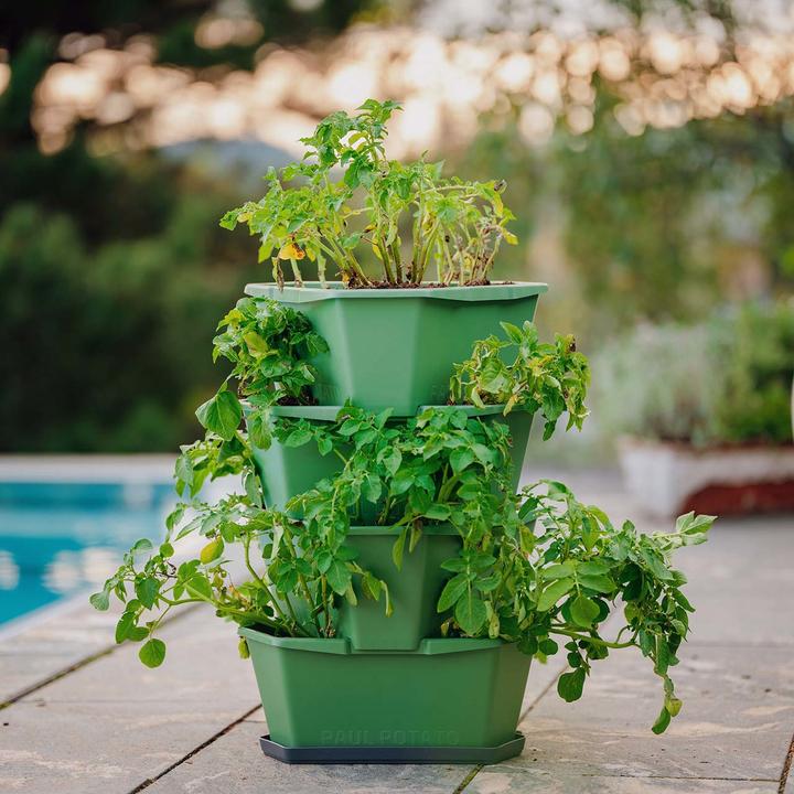 Actual product image Gusta Garden PAUL POTATO Starter Coaster