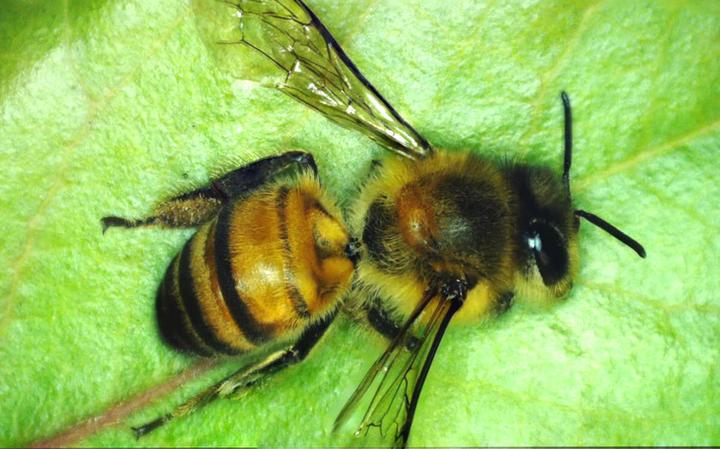 Actual product image Celestron Microdirect 1080p 220x Digital Microscope