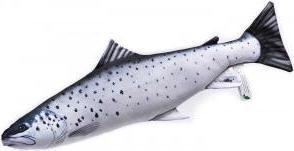 Immagine prodotto Gigabyte Trota di mare 51cm