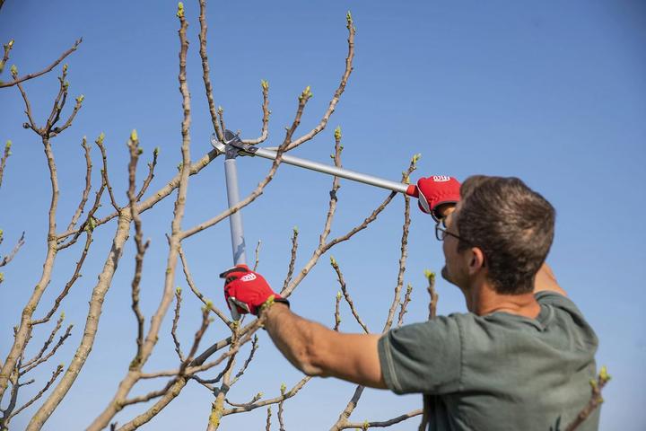 Actual product image Felco Two-hand lopping shears Single