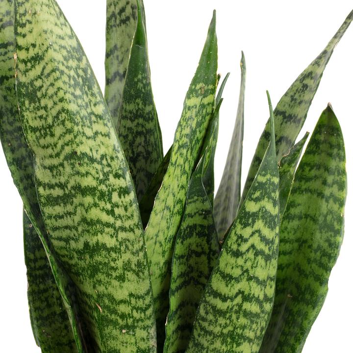 Immagine prodotto Flowerbox Canapa dell'arco - Sansevieria zeylanica (65 cm)