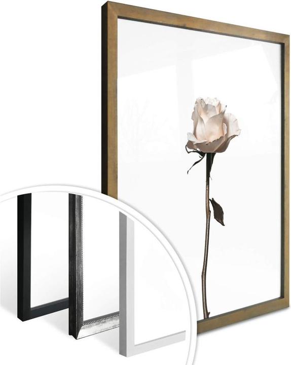 Image du produit Trenddeko Die weisse Rose (30 x 40 cm)