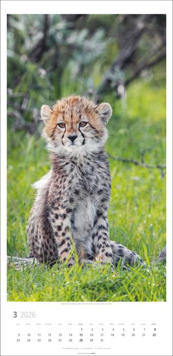 Produktbild Big Cats Kalender 2026 (33 x 68 cm)