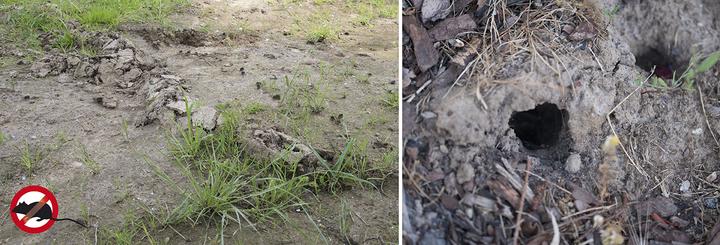 Actual product image Gardigo Solar mole defense