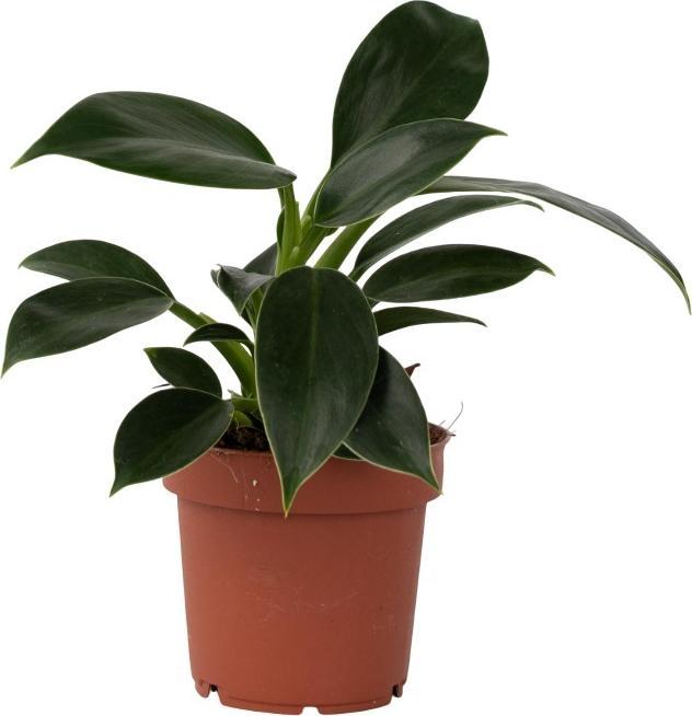 Produktbild Plant in a Box Philodendron 'Green Princess' - Baumfreund (20 cm)