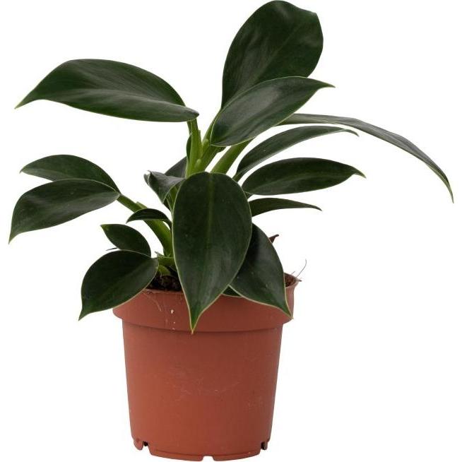 Plant in a Box, Pflanzen, Philodendron 'Green Princess' - Baumfreund (20 cm)