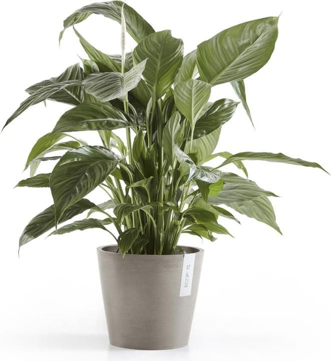 Image du produit Ecopots Amsterdam (20 cm)