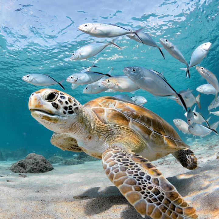 Produktbild Meerestiere 2026 (30 x 30 cm, Harter Einband, Deutsch, Spanisch, Französisch, Tschechisch, Polnisch, Niederländisch, Italienisch, Englisch)