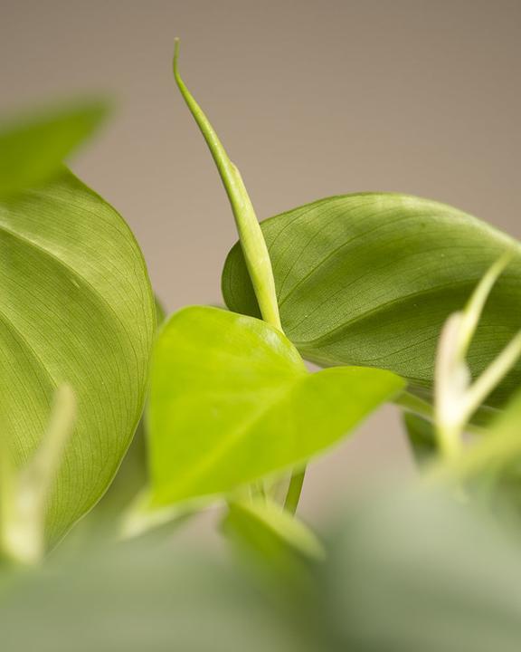 Image du produit feey Philodendron scandens (10 cm, Fraîchement rempotés)