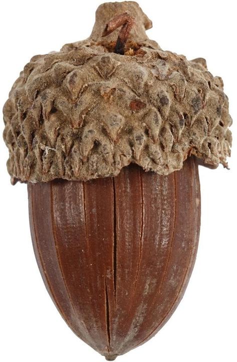 Produktbild Creativ Company Eicheln