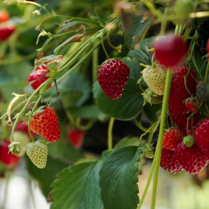 Immagine prodotto Plant in a Box Fragaria x ananassa 'Roman' - Set di 6 piante di fragole (15 cm)