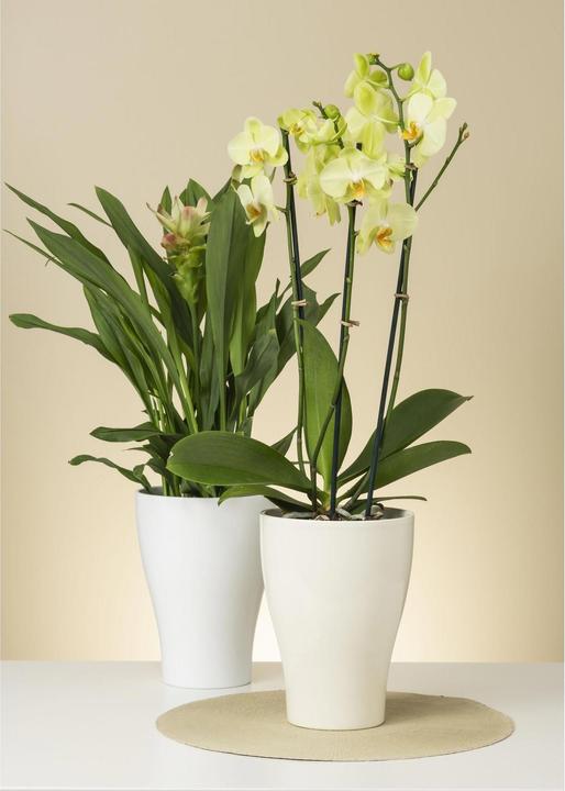 Produktbild Scheurich Orchideentopf 608 (16.20 cm)