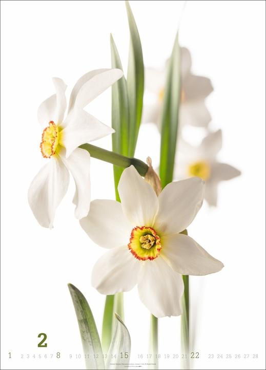 Produktbild Blütenbilder Kalender 2026 (49 x 68 cm)