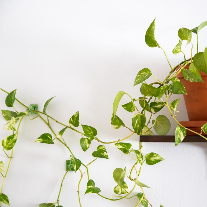 Actual product image Relaxdays Plant clips (2.20 cm, 1.80 cm)