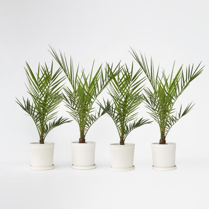Image du produit Plant in a Box Phoenix canariensis - Set de 4 dattiers des Canaries (50 cm)