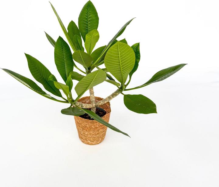 Produktbild Plant in a Box Plumeria rubra - (45 cm)