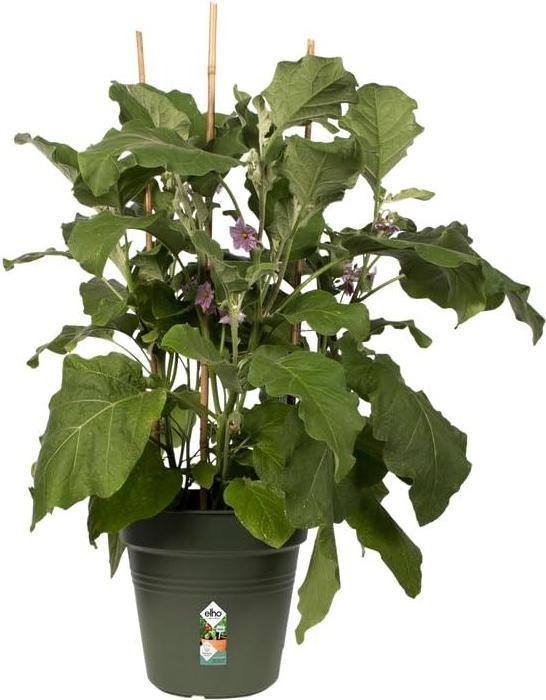 Actual product image Elho Green Basics (19 x 17.50 cm)