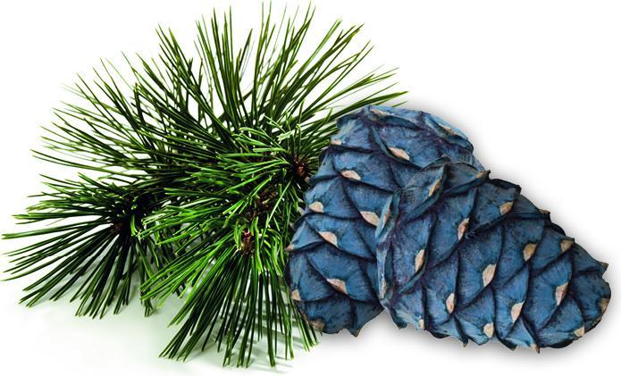 Actual product image Harvia Zirbe Premium Sauna Duftkonzentrat 100ml