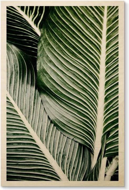 Image du produit Trenddeko Feuilles de palmier (20 x 30 cm)