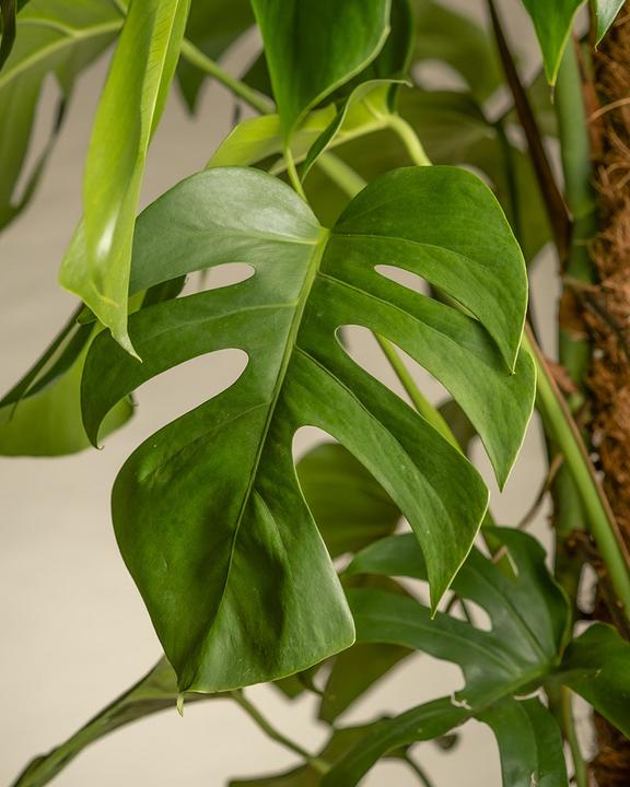 Image du produit feey Monstera XL (120 cm, Fraîchement rempotés)